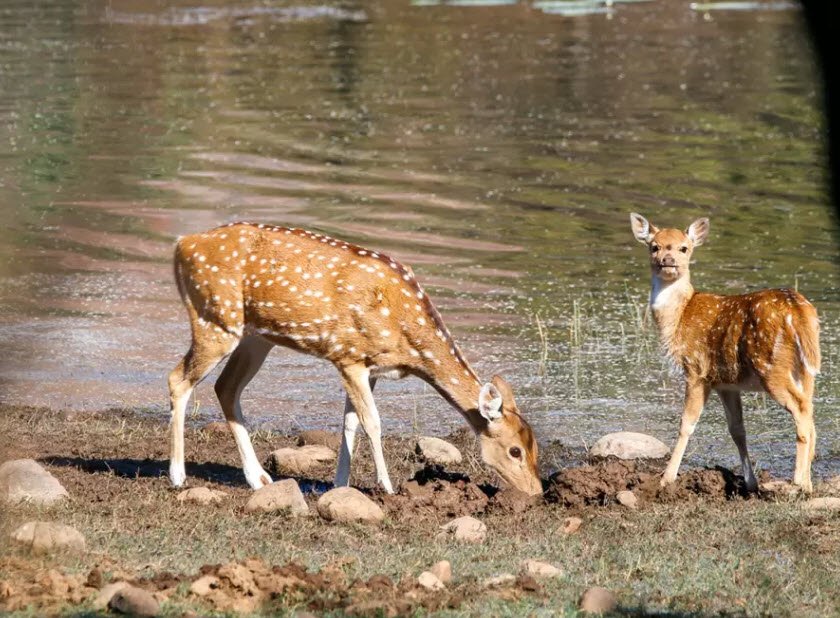 Ghatigaon Wildlife Sanctuary, Gwalior, Madhya Pradesh - Vushii.com